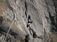 Von Arequipa, Colca Canyon & La Calera Thermal Waters - Hizvo