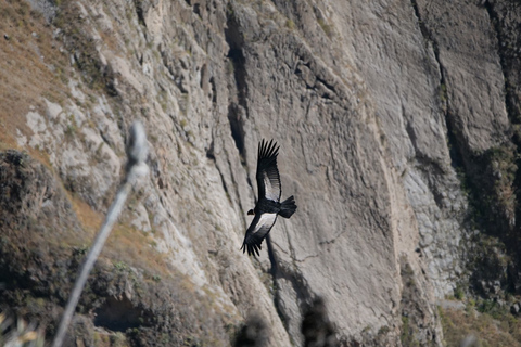 Depuis Arequipa : canyon de Colca et thermes de La Calera