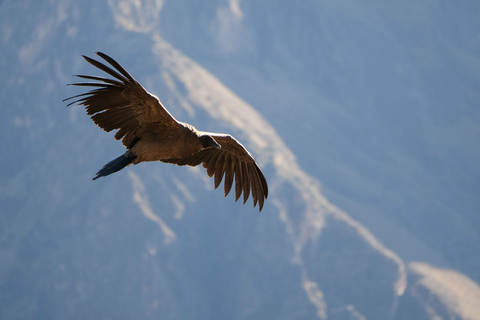 Depuis Arequipa : canyon de Colca et thermes de La Calera