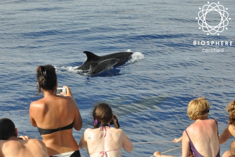 Funchal: Arieiro Peak, Nuns Valley 4x4 Tour & Dolphin Watch Funchal: Land and Sea Jeep Tour and Dolphin Watching