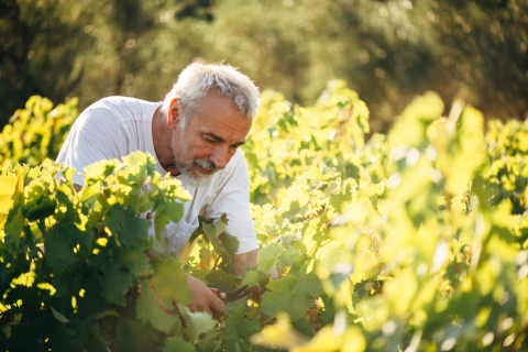 Zakynthos: wycieczka po winnicach i winnicach z lokalnym producentem wina