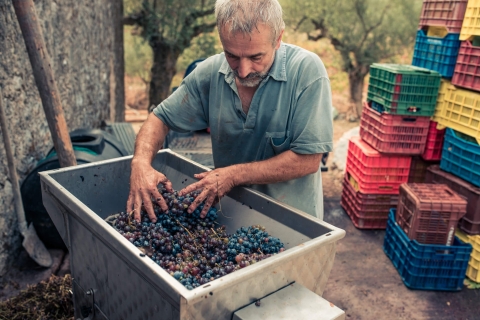 Zakynthos: wijngaard- en wijnmakerijtour met lokale wijnmaker