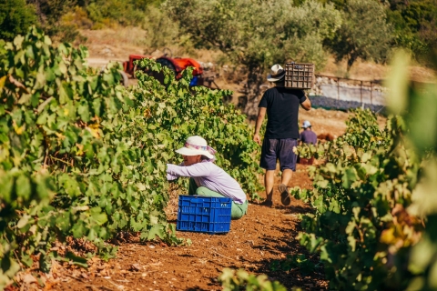 Zakynthos: Vineyard & Winery Tour with Local Winemaker
