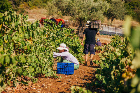 Zakynthos: wycieczka po winnicach i winnicach z lokalnym producentem wina