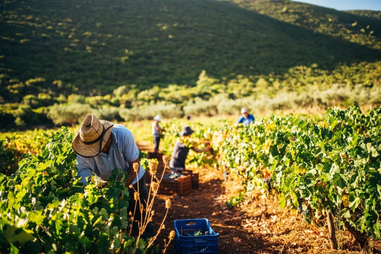 Zakynthos: wycieczka po winnicach i winnicach z lokalnym producentem wina