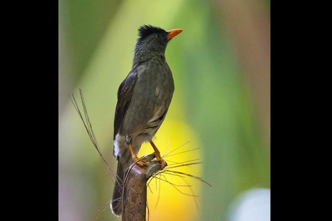 Praslin: Entdecke die Insel mit einem lokalen Guideprivate Tour durch Praslin auf Englisch