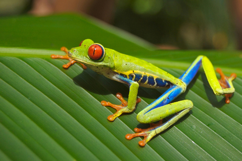 Costa Rica: Guided Hike in Cahuita National Park
