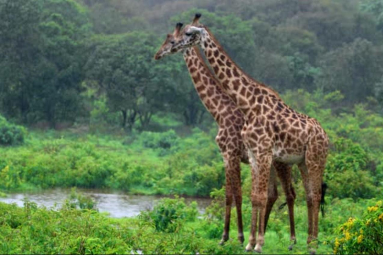 From Durban: Tala Game Reserve Half Day Safari