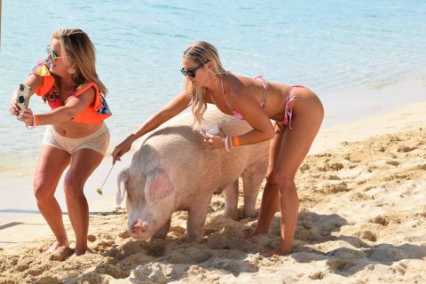 Nassau: ticket Pig Beach Island met hoteltransfer
