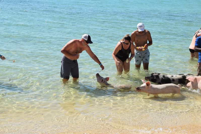 ナッソー ホテルトランスファー付きピッグビーチアイランドチケット Getyourguide