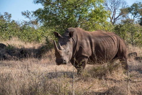 Livingstone: Safari Speldrivning och noshörningspromenader