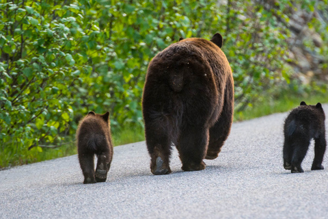 Jasper : Circuit de la faune et des chutes d&#039;eau avec la croisière Maligne