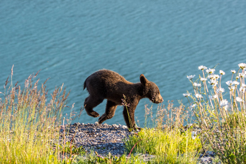 Jasper : Circuit de la faune et des chutes d&#039;eau avec la croisière Maligne