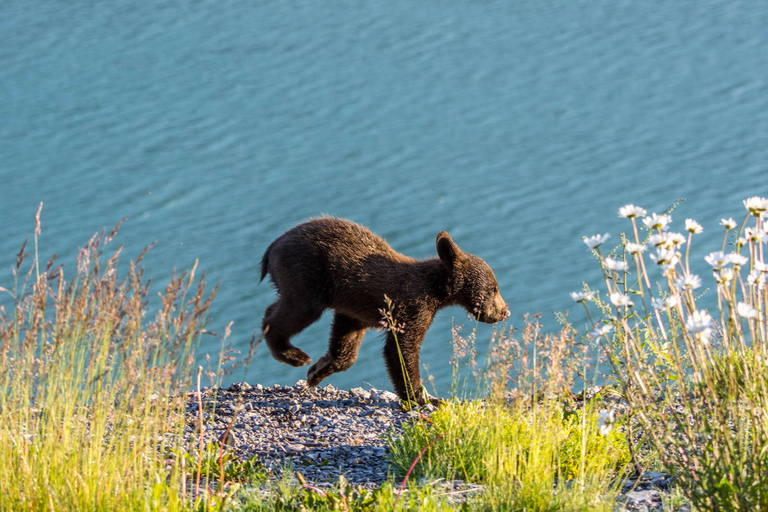 Jasper : Circuit de la faune et des chutes d&#039;eau avec la croisière Maligne
