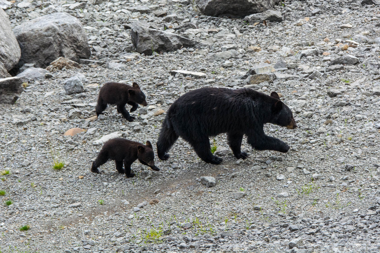 Jasper : Circuit de la faune et des chutes d&#039;eau avec la croisière Maligne