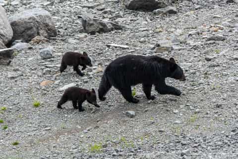 Jasper: Wildlife & Waterfalls Tour with Maligne Lake Cruise