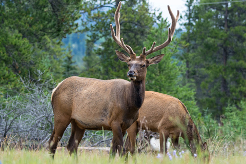 Jasper : Circuit de la faune et des chutes d&#039;eau avec la croisière Maligne