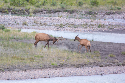Jasper : Circuit de la faune et des chutes d&#039;eau avec la croisière Maligne