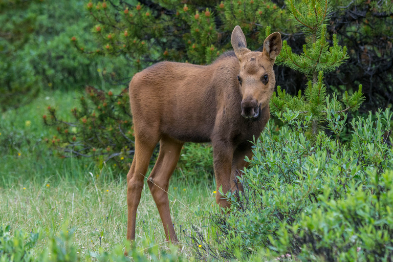 Jasper : Circuit de la faune et des chutes d&#039;eau avec la croisière Maligne