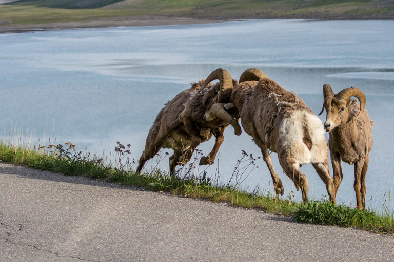 Jasper : Circuit de la faune et des chutes d&#039;eau avec la croisière Maligne