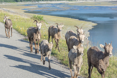Jasper : Circuit de la faune et des chutes d&#039;eau avec la croisière Maligne