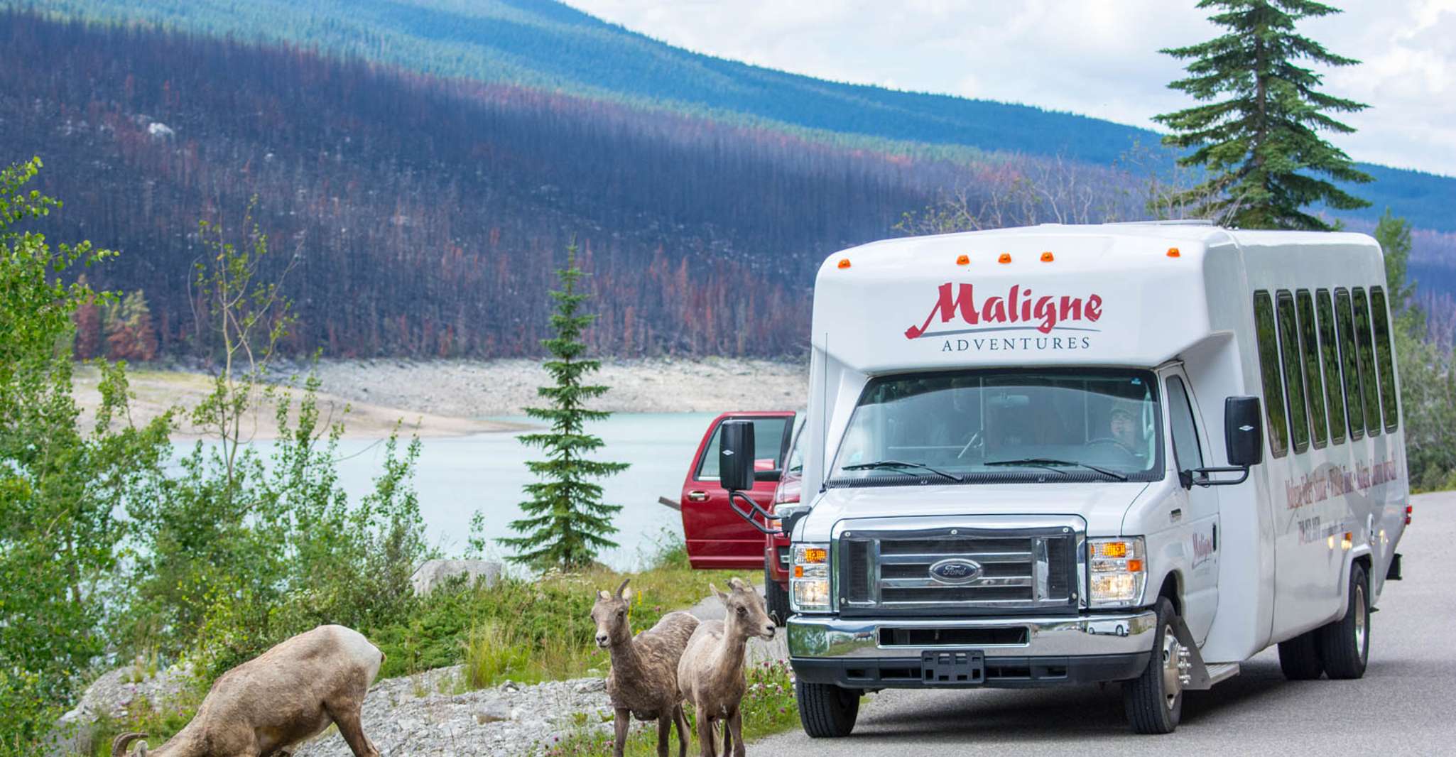 Jasper, Wildlife and Waterfalls Tour with Maligne Cruise - Housity