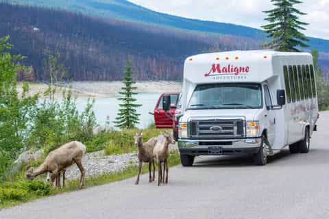 Jasper: Wildlife & Waterfalls Tour with Maligne Lake Cruise