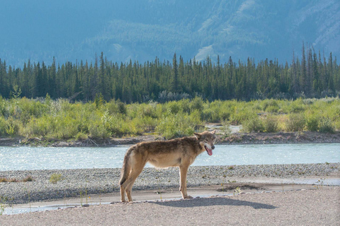 Jasper : Circuit de la faune et des chutes d&#039;eau avec la croisière Maligne