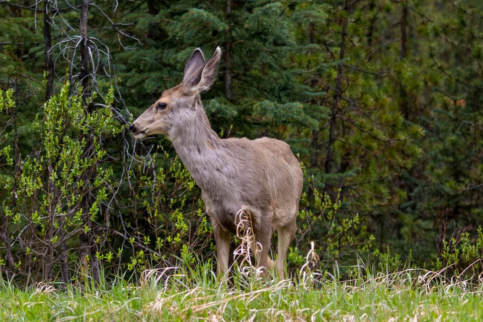 Jasper: Wildlife and Waterfalls Tour with Lakeshore Hike | GetYourGuide