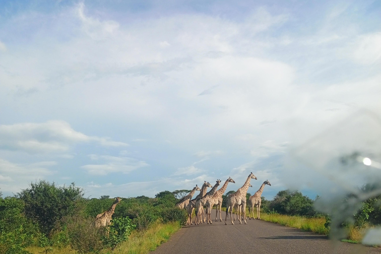 From Livingstone:Chobe National Park Small Group Day Trip