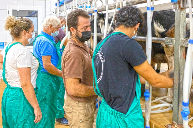 Fuerteventura: elaboración artesanal de queso de cabra en granja local