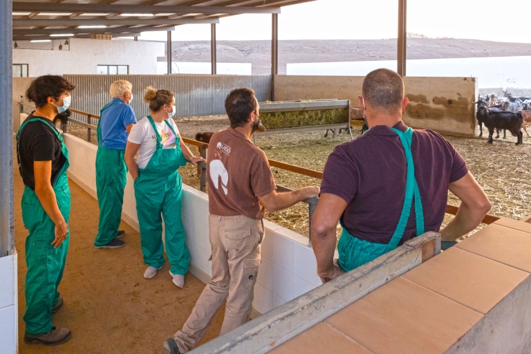 Fuerteventura: Rzemieślniczy ser z koziego sera w lokalnej farmie