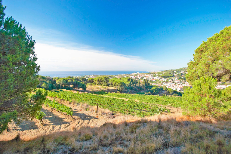 Van Barcelona: Alella Wine Tour per elektrische fiets