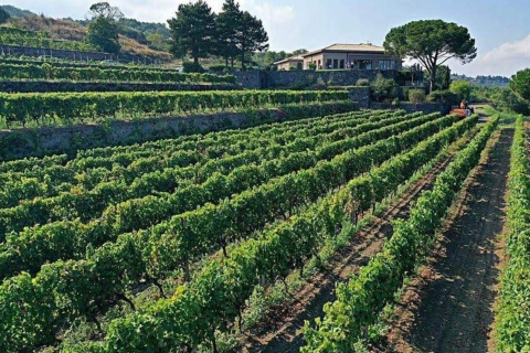 Catane ou Taormina : randonnée guidée sur l'Etna avec vin et collationsEtna Nord: Trekking, Dégustation de vin, déjeuner léger de Catane