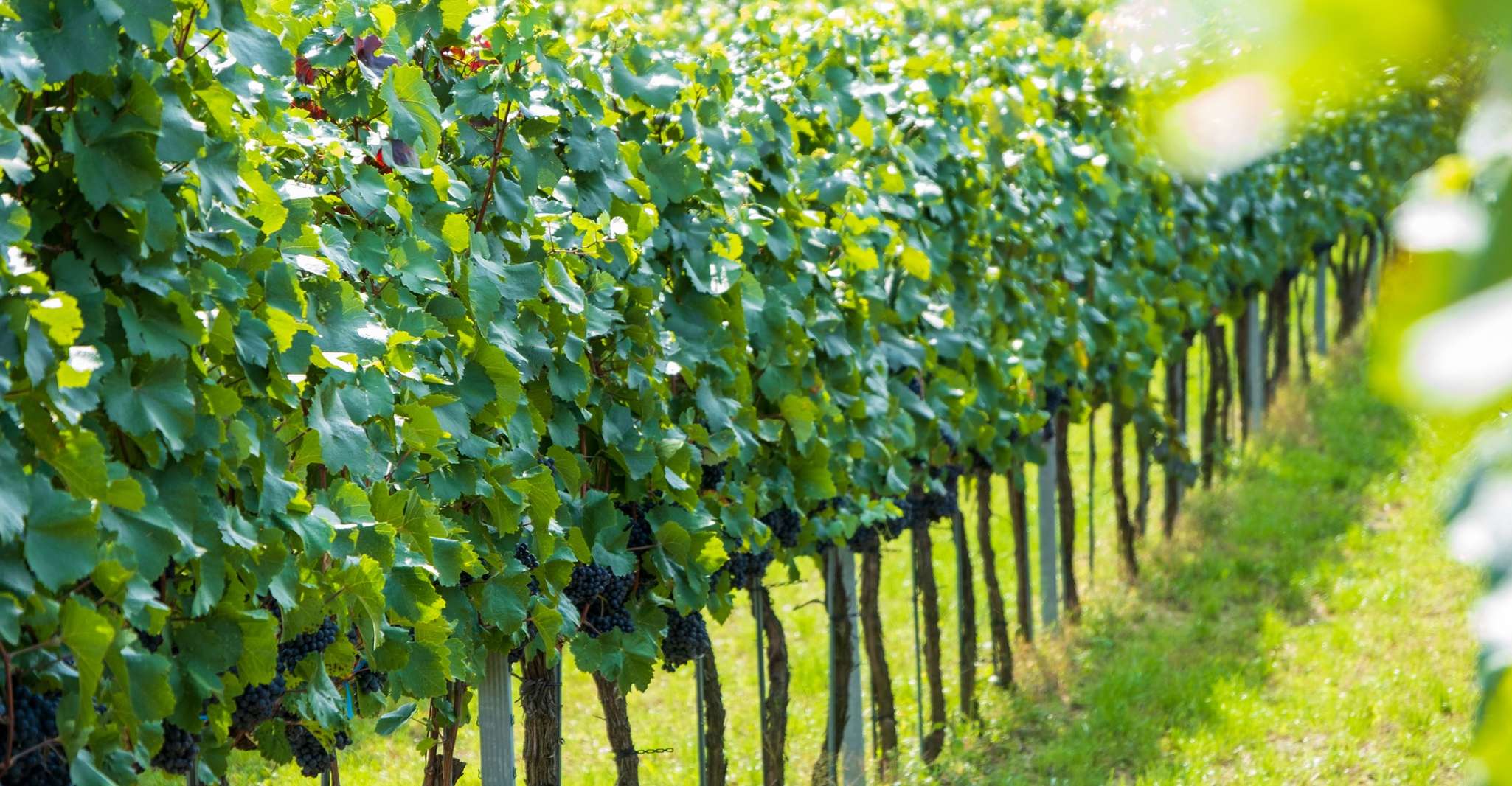 Excursão privada de caiaque e vinho em Viena, Wachau Valley - Hizvo