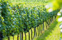 Visite privée du Kayak et du Vin de Vienne, vallée du Wachau - Hizvo