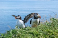 Inverness, Moray Coast, Wildlife and Speyside Whisky Tour - Housity