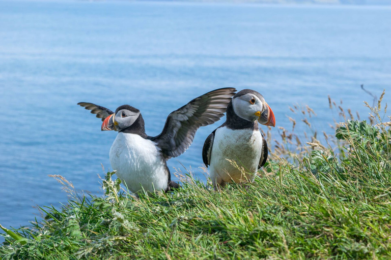 Inverness: Wycieczka po wybrzeżu Moray, dzikiej przyrodzie i whisky SpeysideInverness: Moray Coast, Puffins i Speyside Whisky Tour