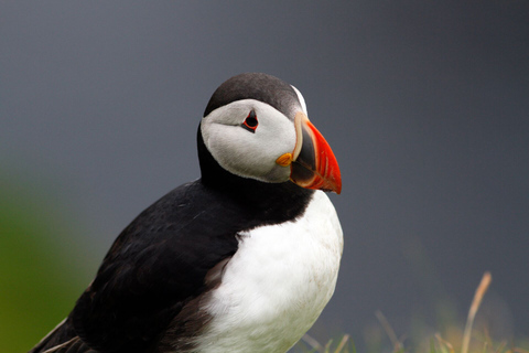 Inverness: Wycieczka po wybrzeżu Moray, dzikiej przyrodzie i whisky SpeysideInverness: Moray Coast, Puffins i Speyside Whisky Tour