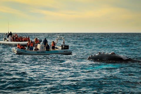 Cabo San Lucas: Up-Close Whale Watching Small-Group Tour