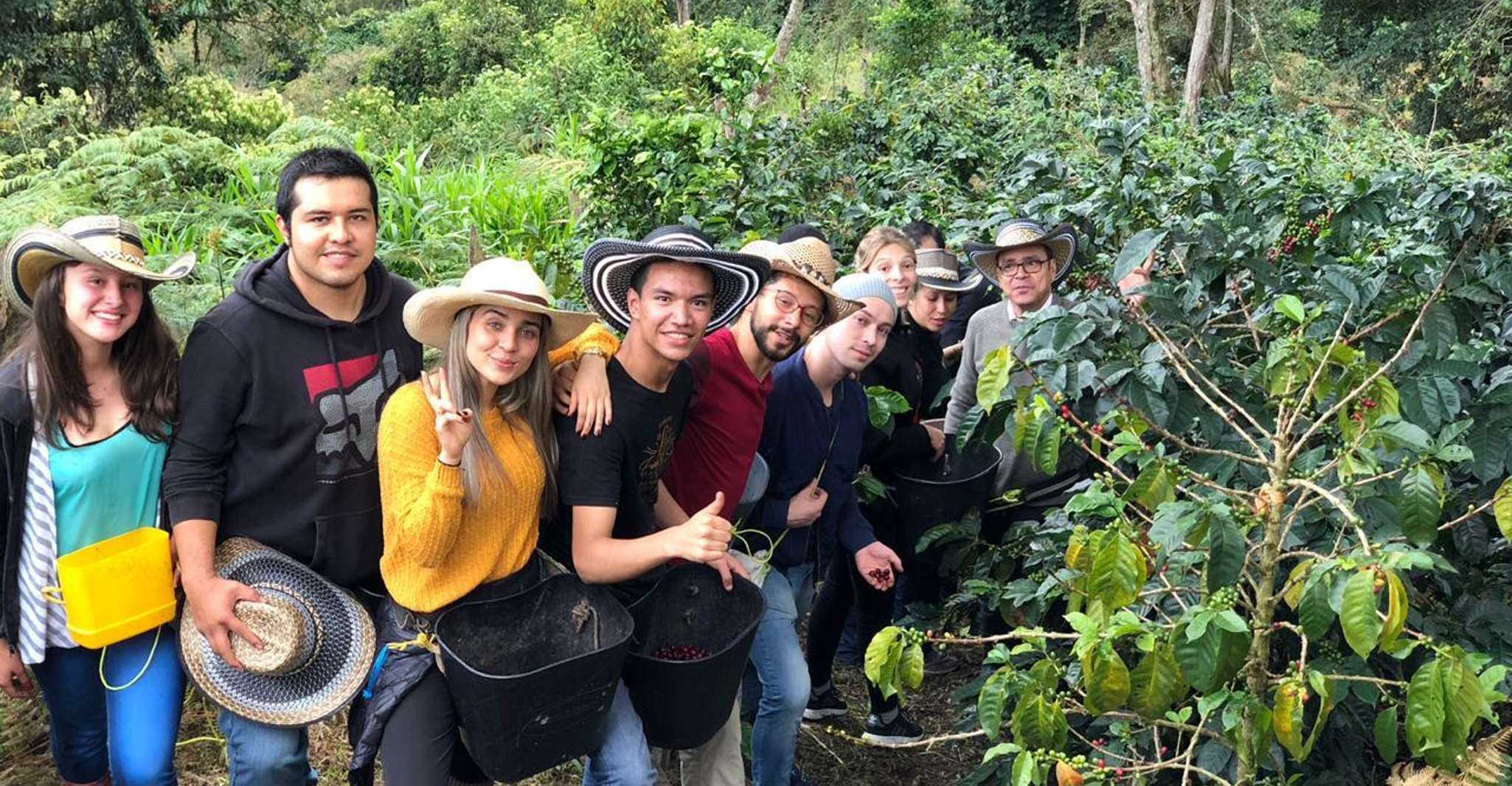 Van Salento, Cocora Valley Day Trip met Coffee Farm Tour - Housity