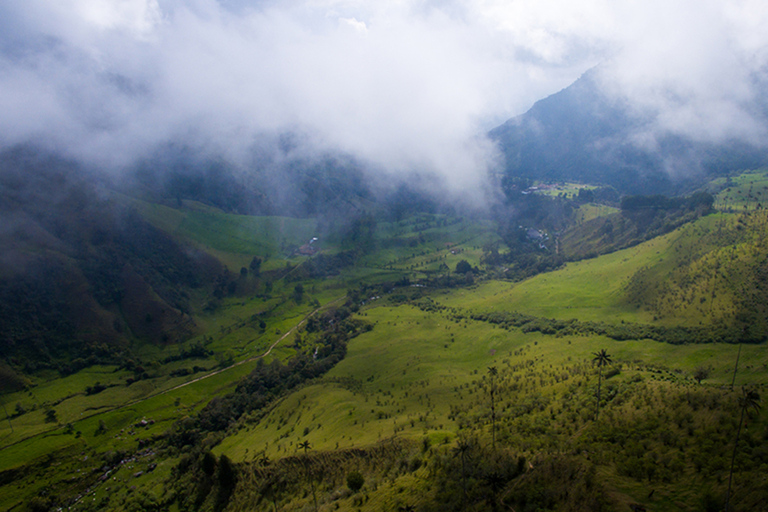 Salento: Private Cocora Valley, Salento & Coffee Farm Tour Pickup in Pereira