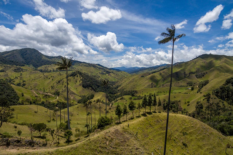 Salento: Private Cocora Valley, Salento & Coffee Farm Tour Pickup in Pereira