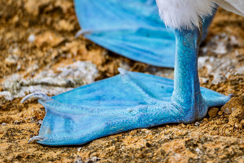 North Santa Cruz - Kayak, SUP, Snorkel and Relax - Galápagos Galapagos Islands: Punta Carrion Kayak - Sup & Snorkel Tour