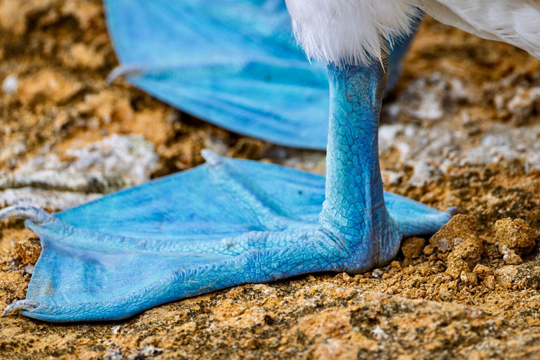 North Santa Cruz - Kayak, SUP, Snorkel and Relax - Galápagos Galapagos Islands: Punta Carrion Kayak - Sup & Snorkel Tour