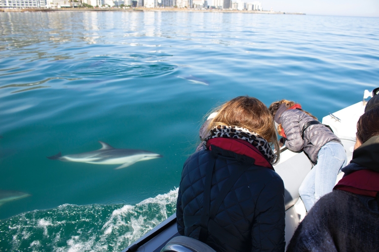Kapstadt: Ocean Wildlife Encounter Geführte Bootstour