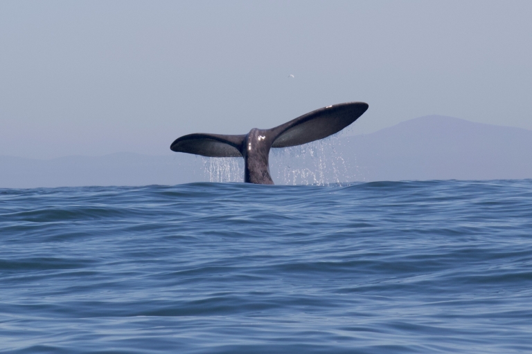 Ciudad del Cabo: tour guiado en barco por Ocean Wildlife Encounter