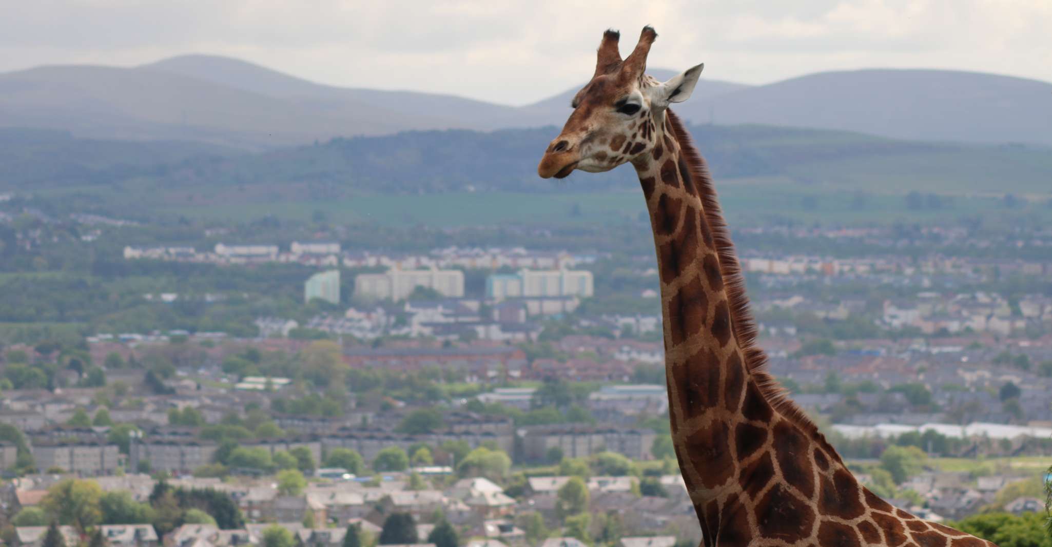 Bilhete de Entrada para o Jardim Zoológico de Edimburgo - Hizvo