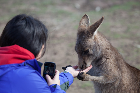 Von Hobart aus: Mt. Field, Mt. Wellington und Wildlife Tagestour