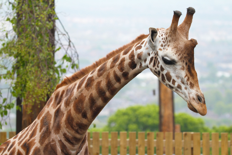 Bilet wstępu do zoo w EdynburguBilet standardowy